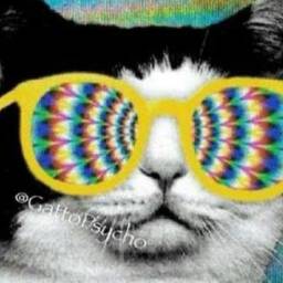 GattoPsycho